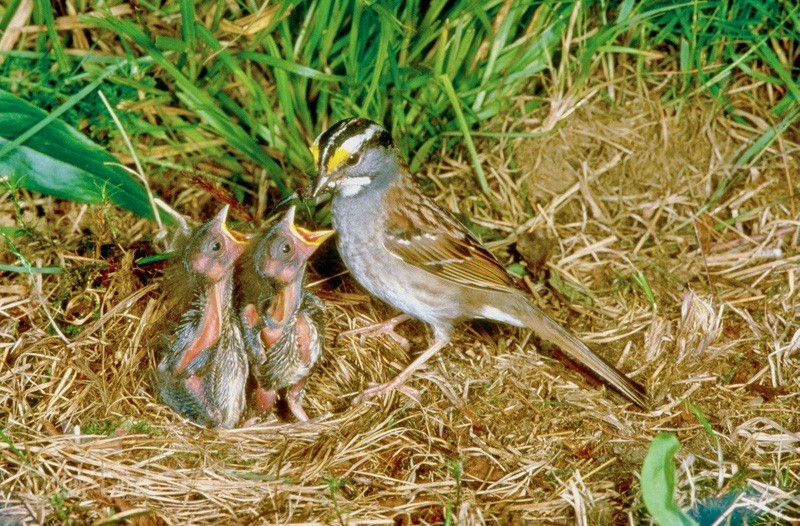 White-throated Sparrow feeding nestlings by Better Bird®, betterbirdfood.com; permission required for use.